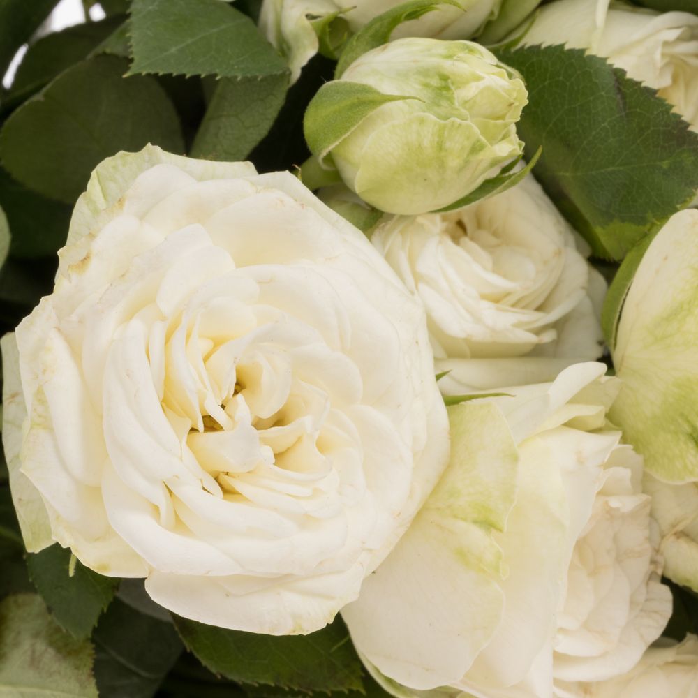 Rose verzweigt weiss Miss Bombastic 5+Blüte 60cm