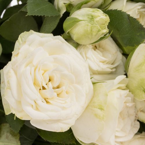 Rose verzweigt weiss Miss Bombastic 5+Blüte 60cm