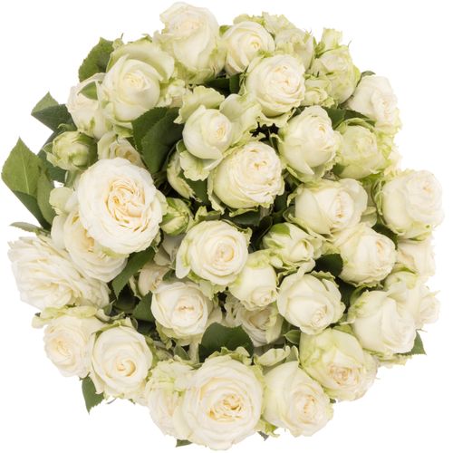 Rose verzweigt weiss Miss Bombastic 5+Blüte 60cm