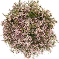 Wachsflower hell rosa Dori 40 Gramm 70cm