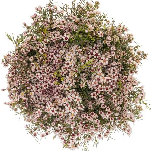 Wachsflower hell rosa Dori 40 Gramm 70cm