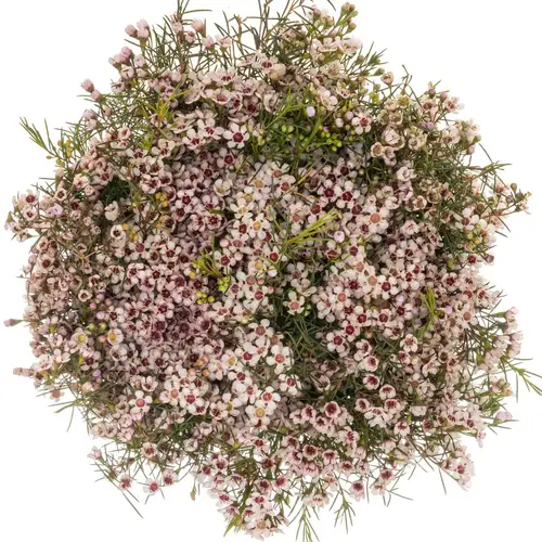 Wachsflower hell rosa Dori 40 Gramm 70cm