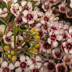 Wachsflower hell rosa Dori 40 Gramm 70cm