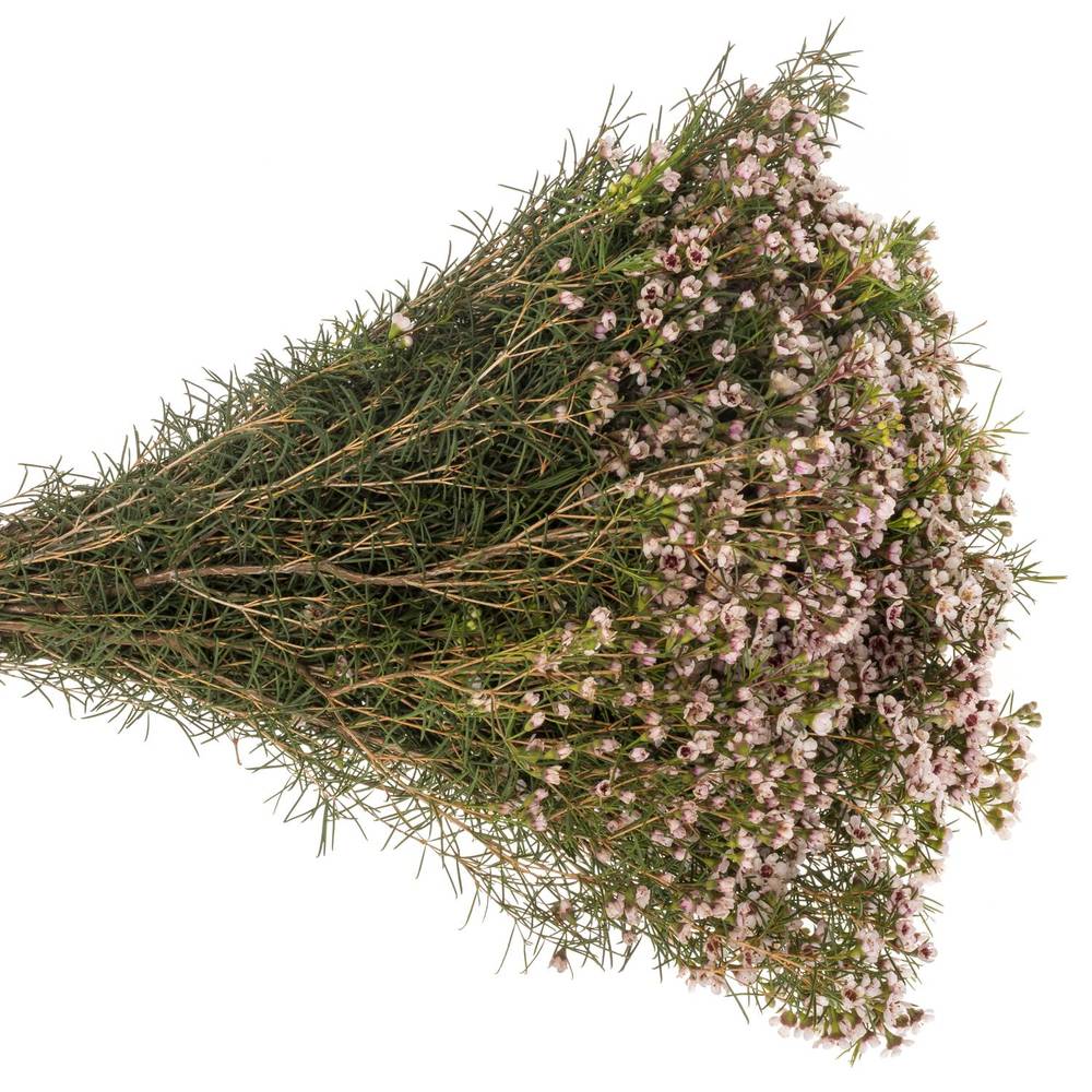 Wachsflower hell rosa Dori 40 Gramm 70cm