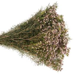 Wachsflower hell rosa Dori 40 Gramm 70cm