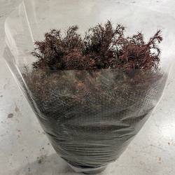 Cryptomeria rot gezogen 2000 Gramm 70cm