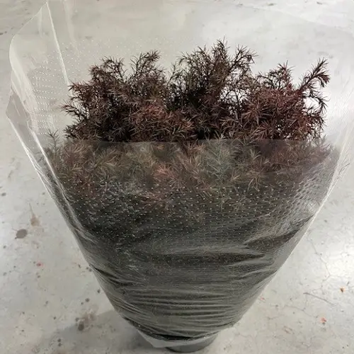 Cryptomeria rot gezogen 2000 Gramm 70cm
