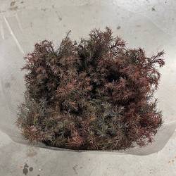 Cryptomeria rot gezogen 2000 Gramm 70cm
