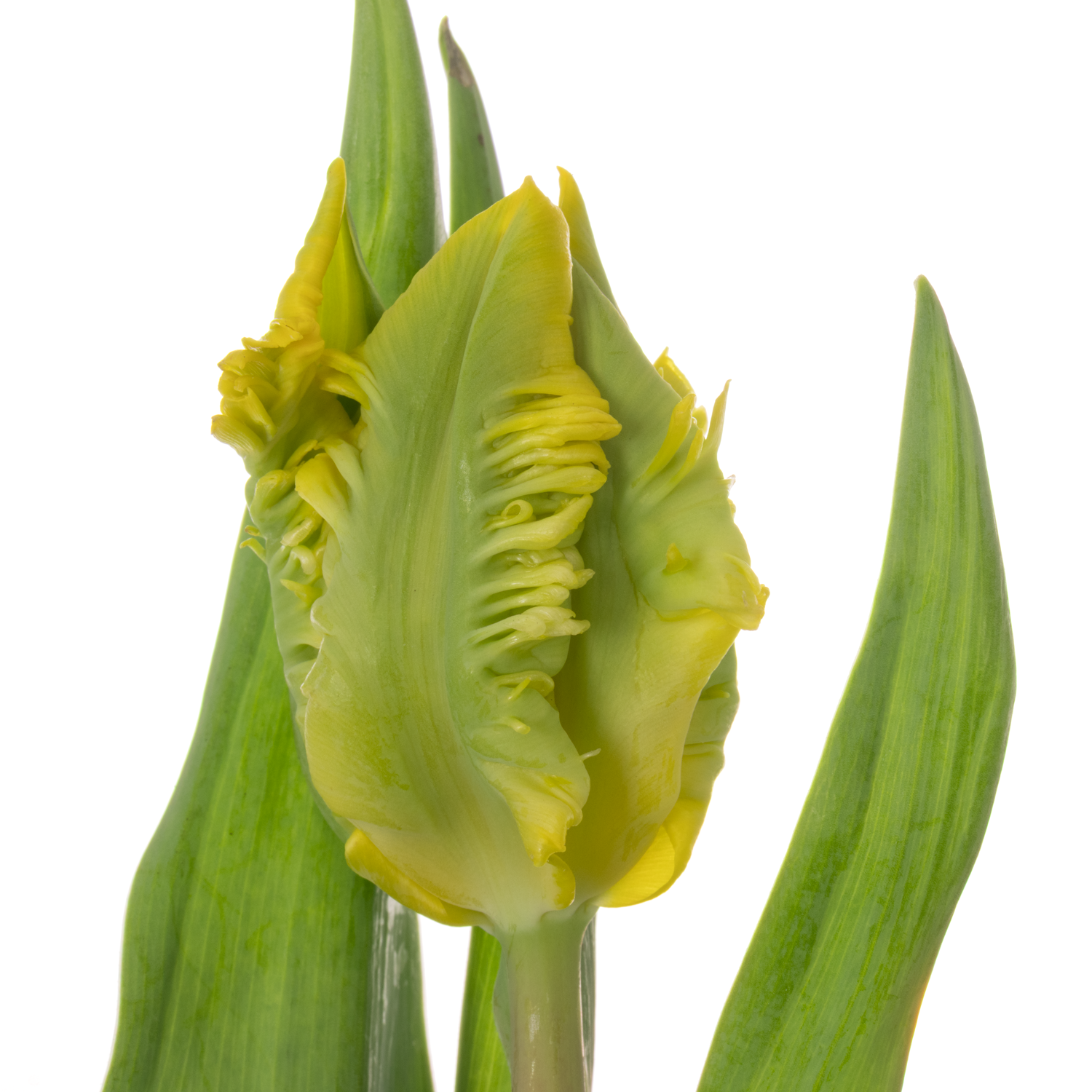 Tulpe gelb Papageien Golde passion 44 Gramm