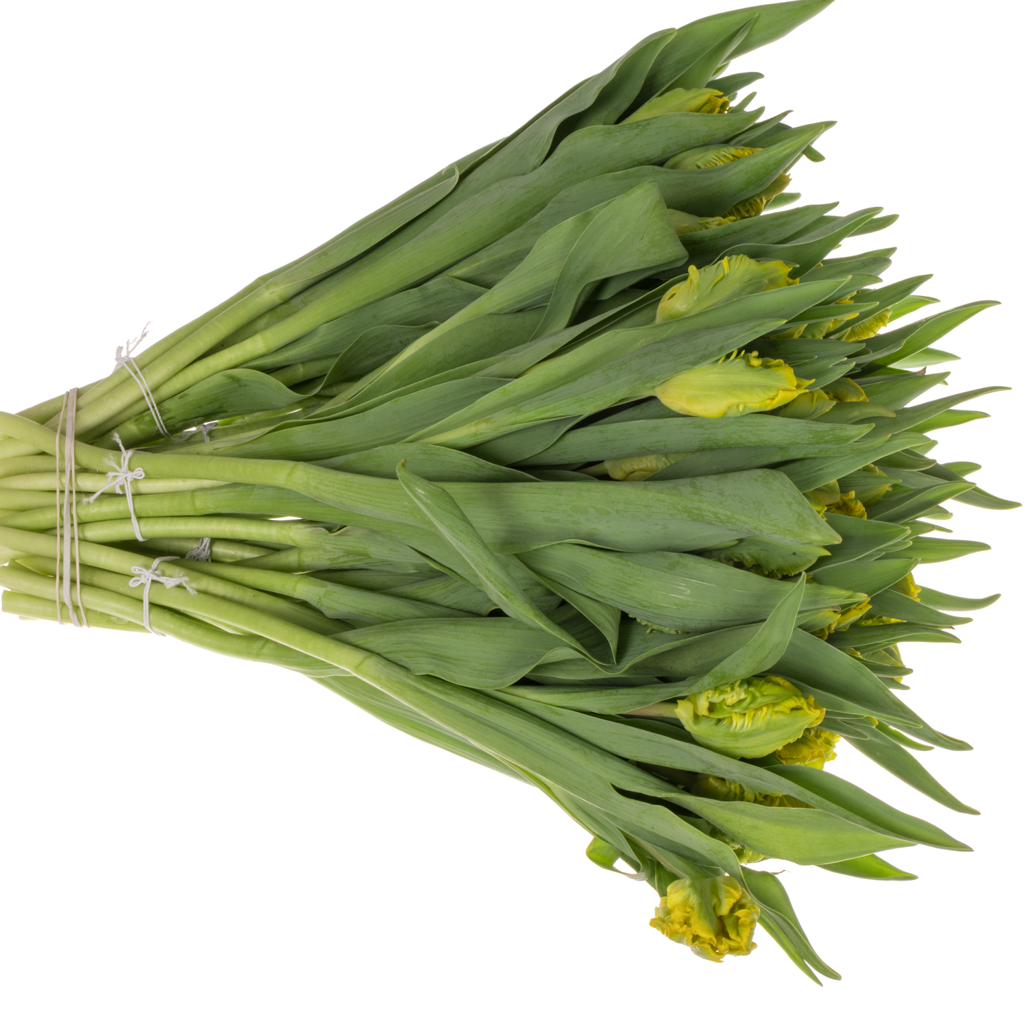 Tulpe gelb Papageien Golde passion 44 Gramm