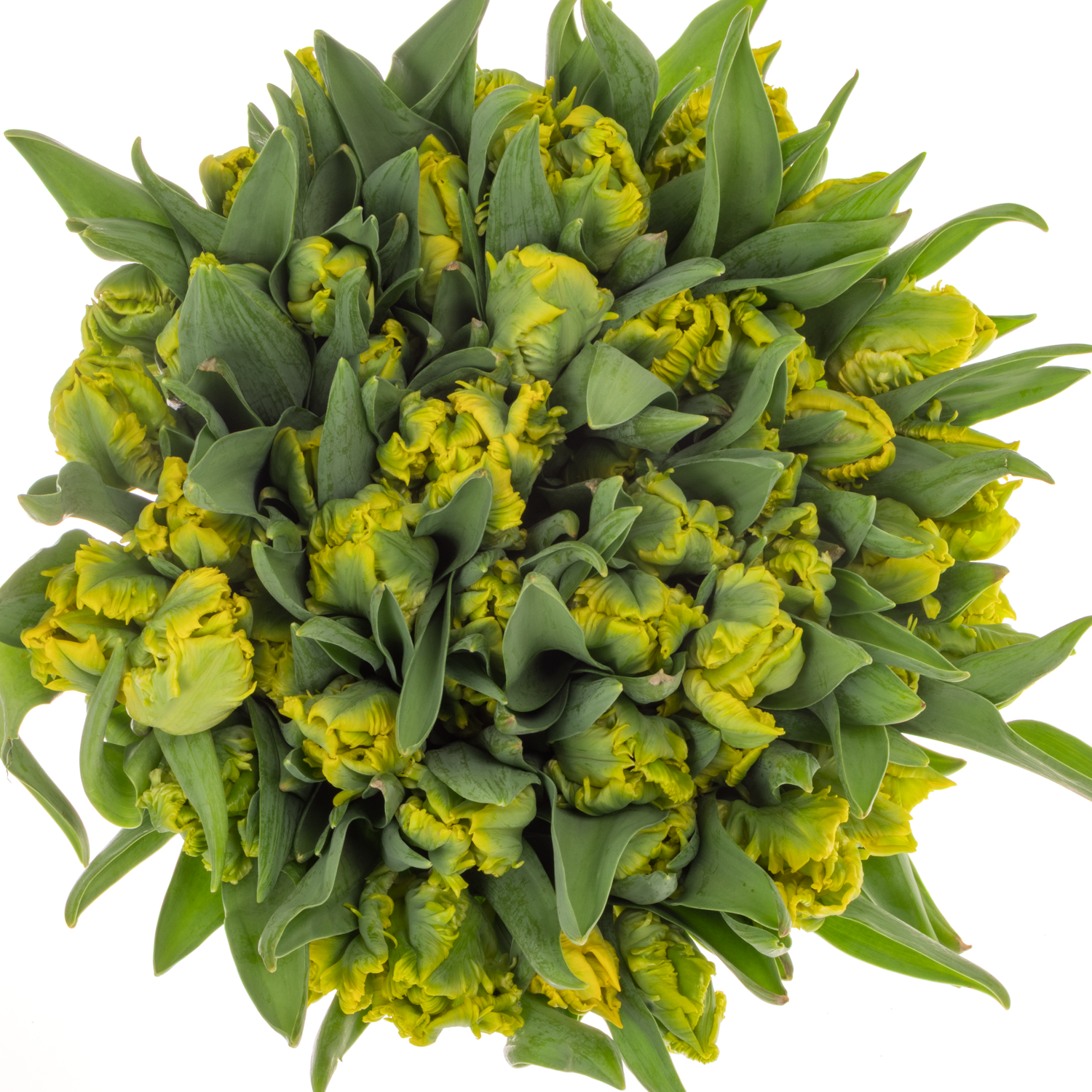 Tulpe gelb Papageien Golde passion 44 Gramm