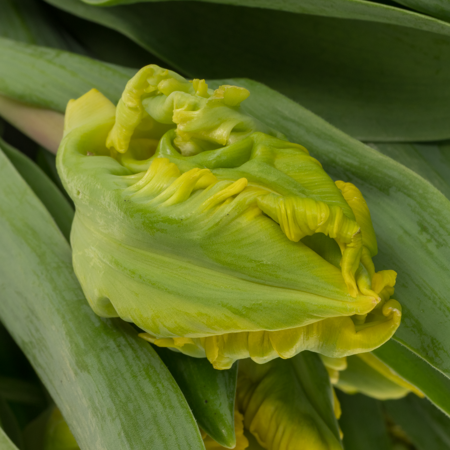 Tulpe gelb Papageien Golde passion 44 Gramm