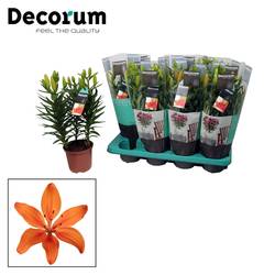 Lilien 3er Aziaat Matrix orange T13 H35