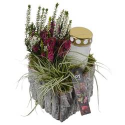 Garten.Arr PTAH8661 Allerheiligen T16 H027