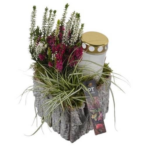 Garten.Arr PTAH8661 Allerheiligen T16 H027