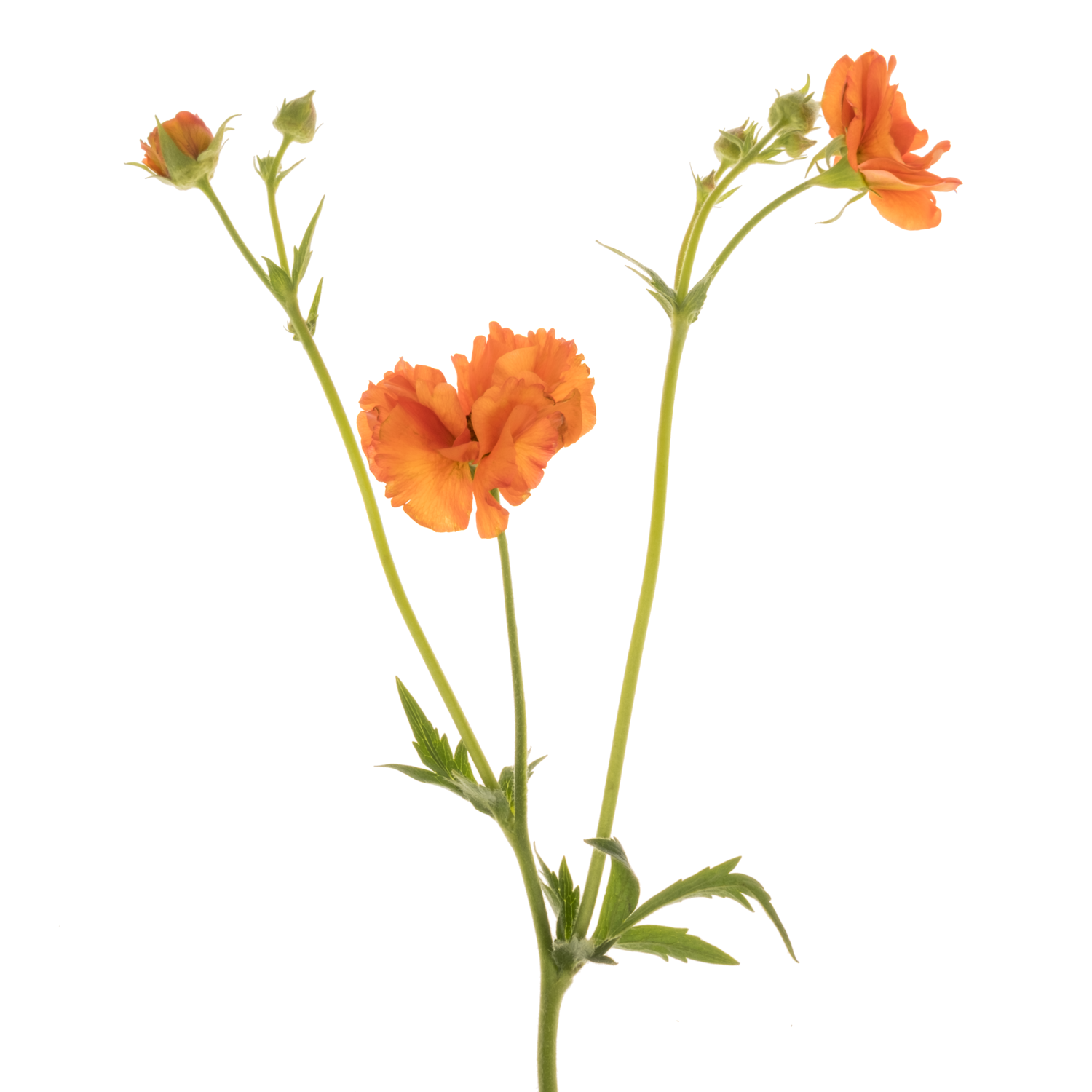 Geum orange Orange Tropical Tempest 45cm