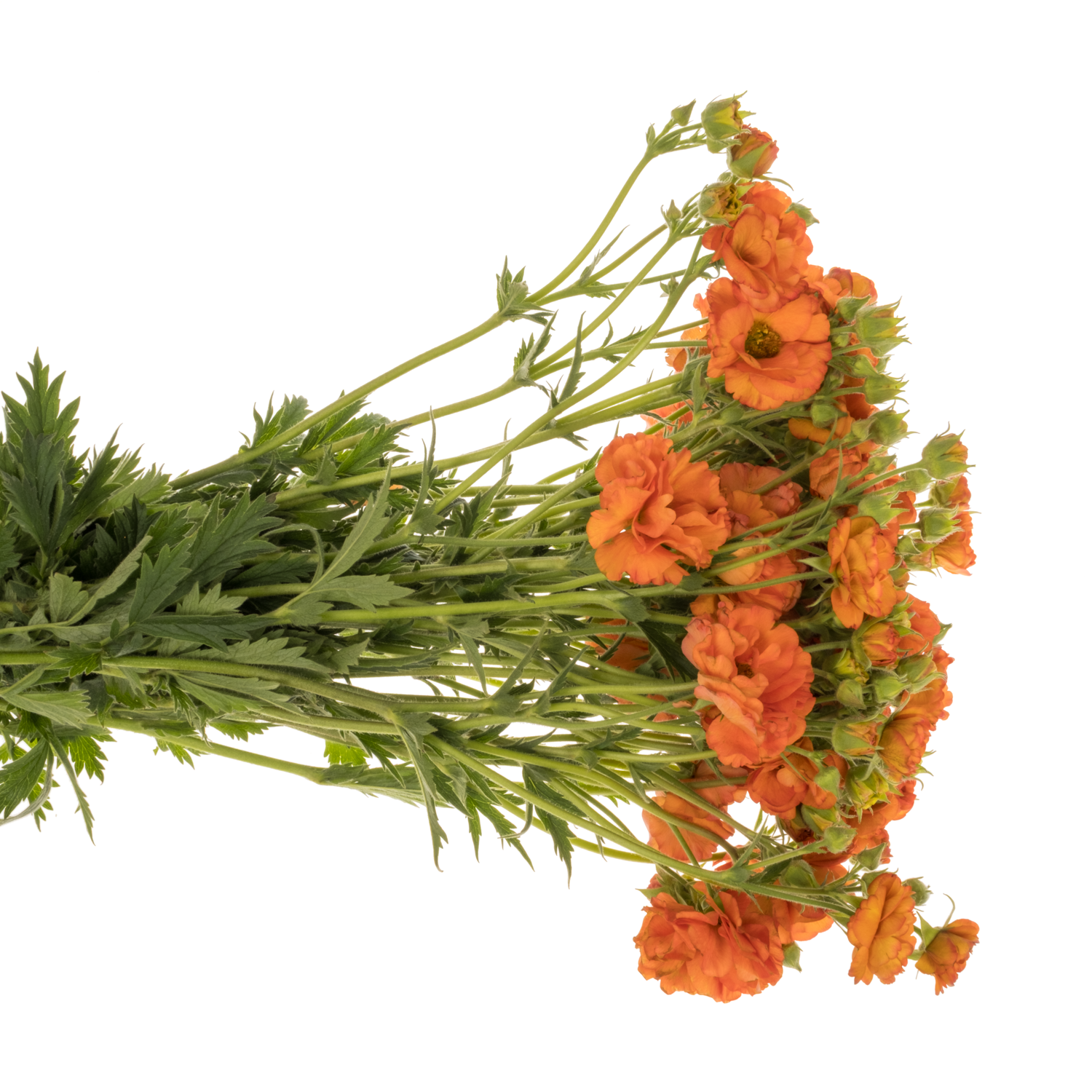 Geum orange Orange Tropical Tempest 45cm