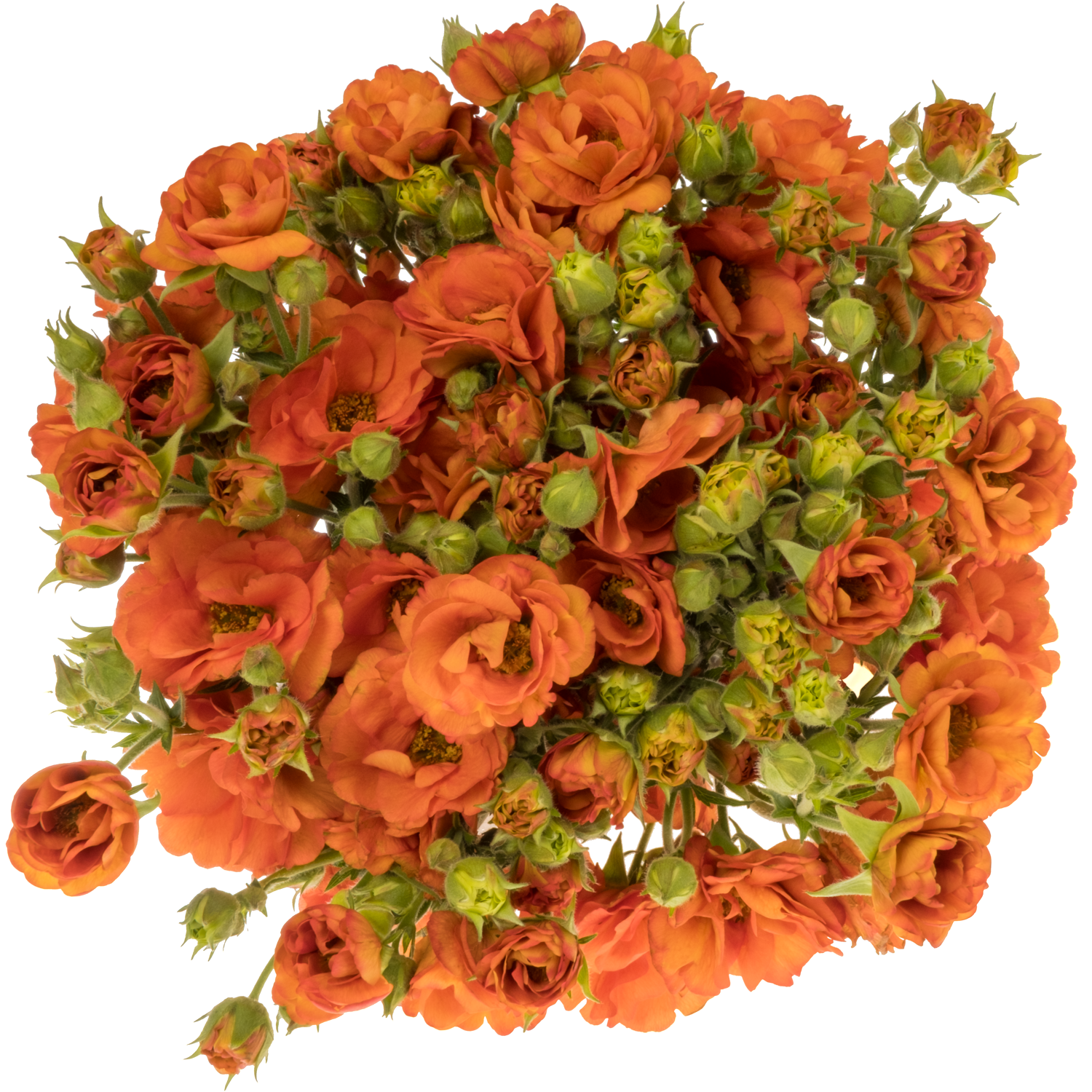 Geum orange Orange Tropical Tempest 45cm
