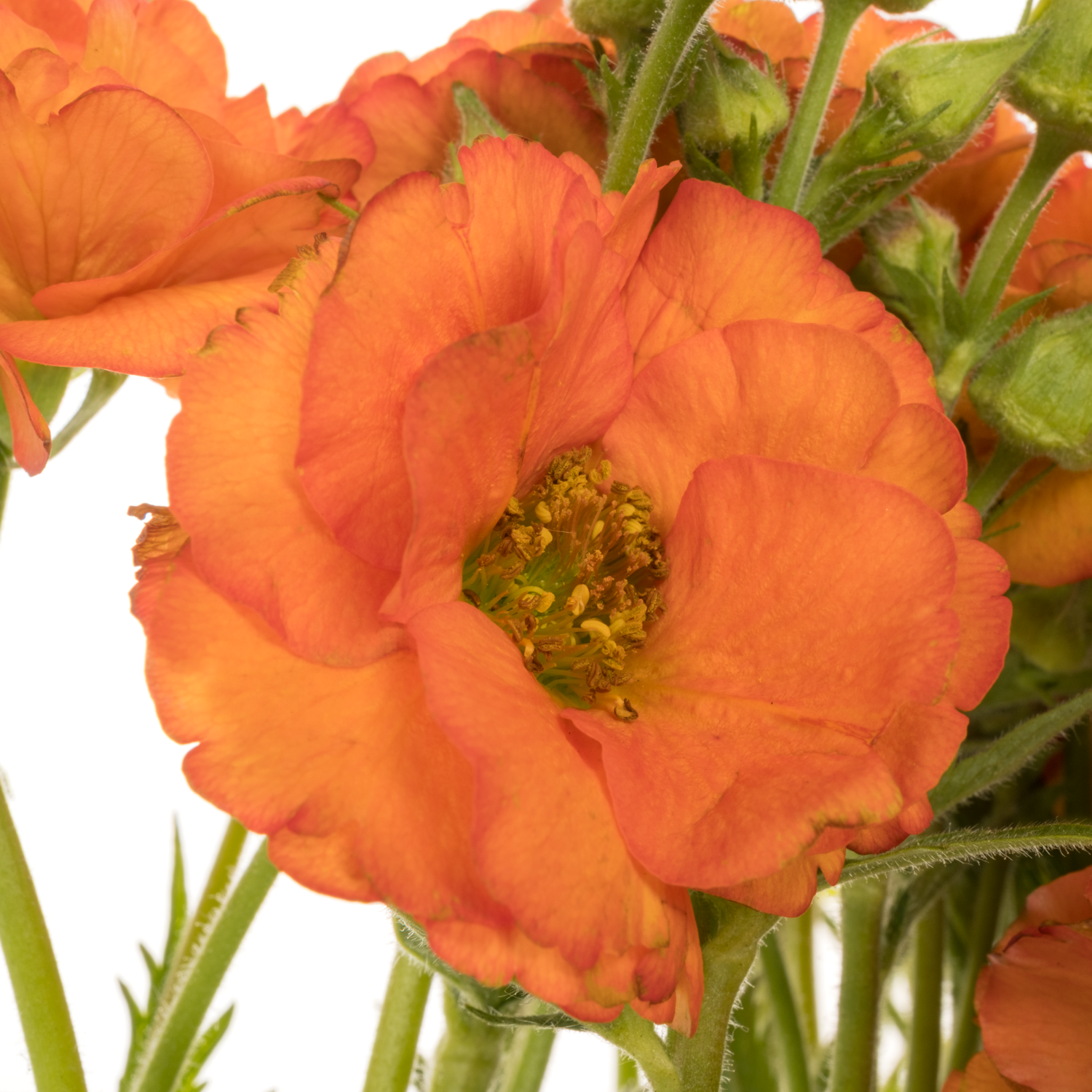 Geum orange Orange Tropical Tempest 45cm