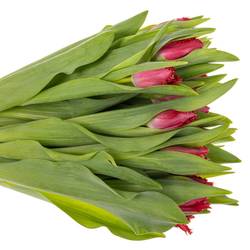 Tulpe pink dark Salamanco 36 Gramm