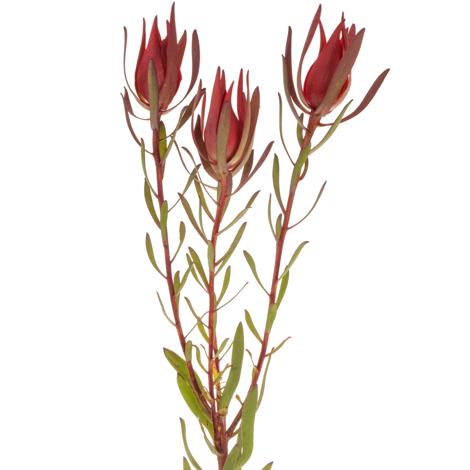 Leucadendron rot Fireglow 70cm
