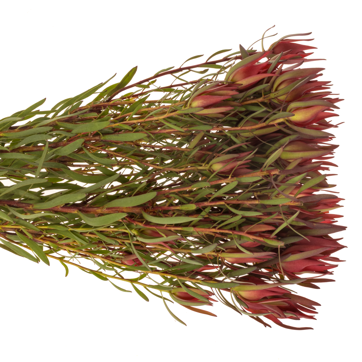 Leucadendron rot Fireglow 70cm