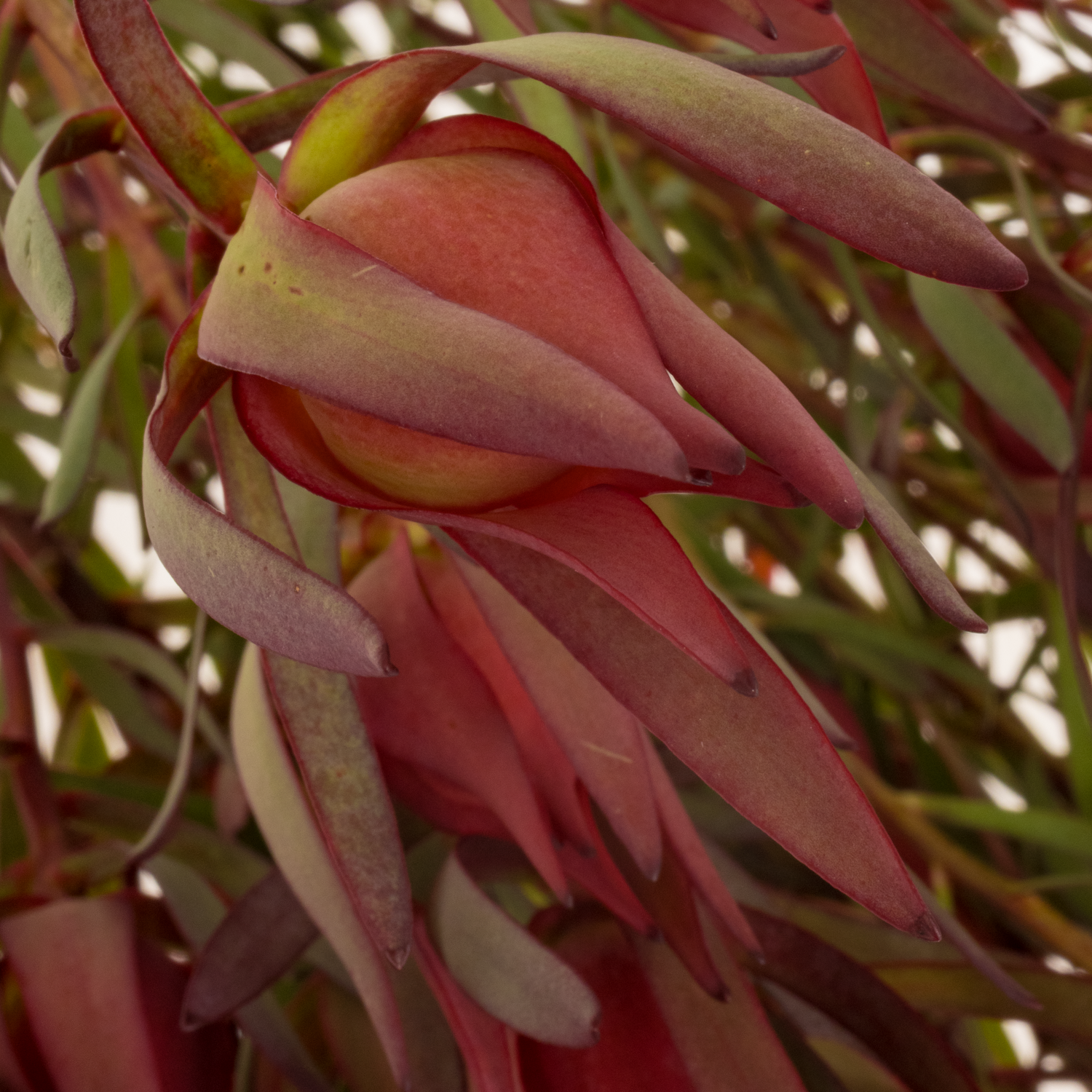 Leucadendron rot Fireglow 70cm