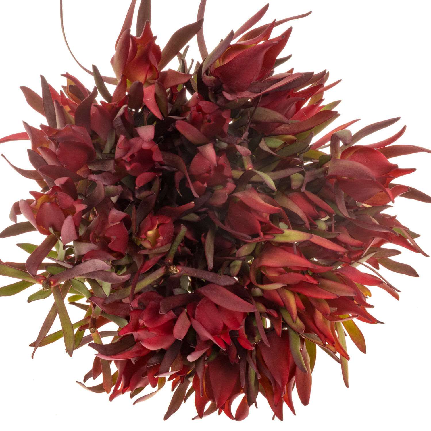 Leucadendron rot Fireglow 70cm