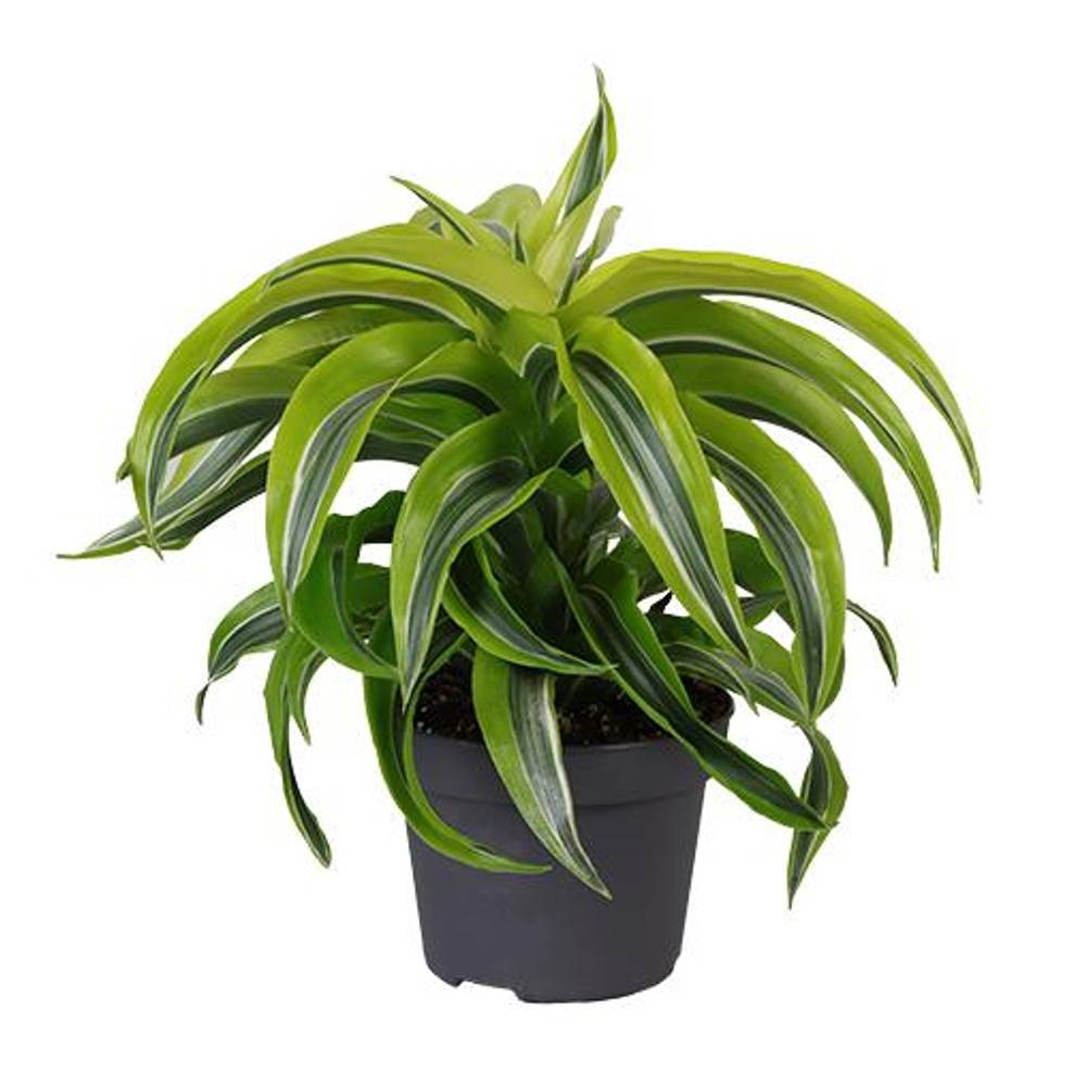 Dracaena Draco Lemon Surprise T12 H025