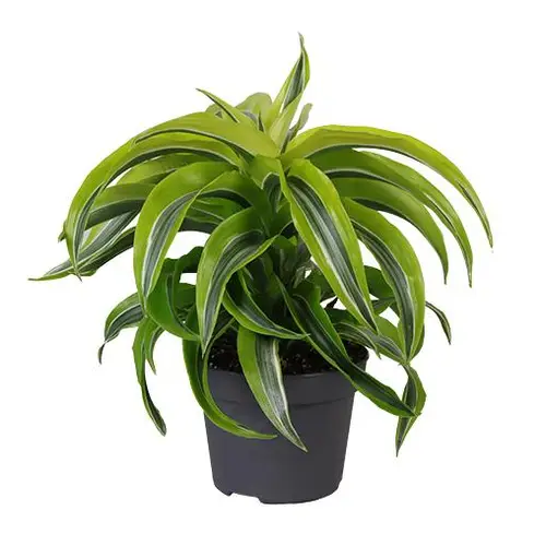 Dracaena Draco Lemon Surprise T12 H025