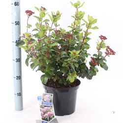 Viburnum Tinus Lisaros T23 H050