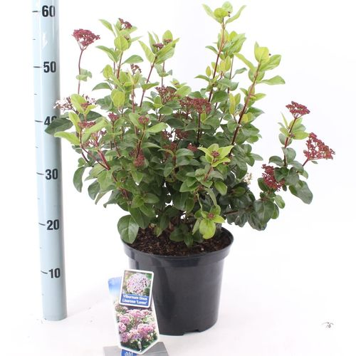 Viburnum Tinus Lisaros T23 H050