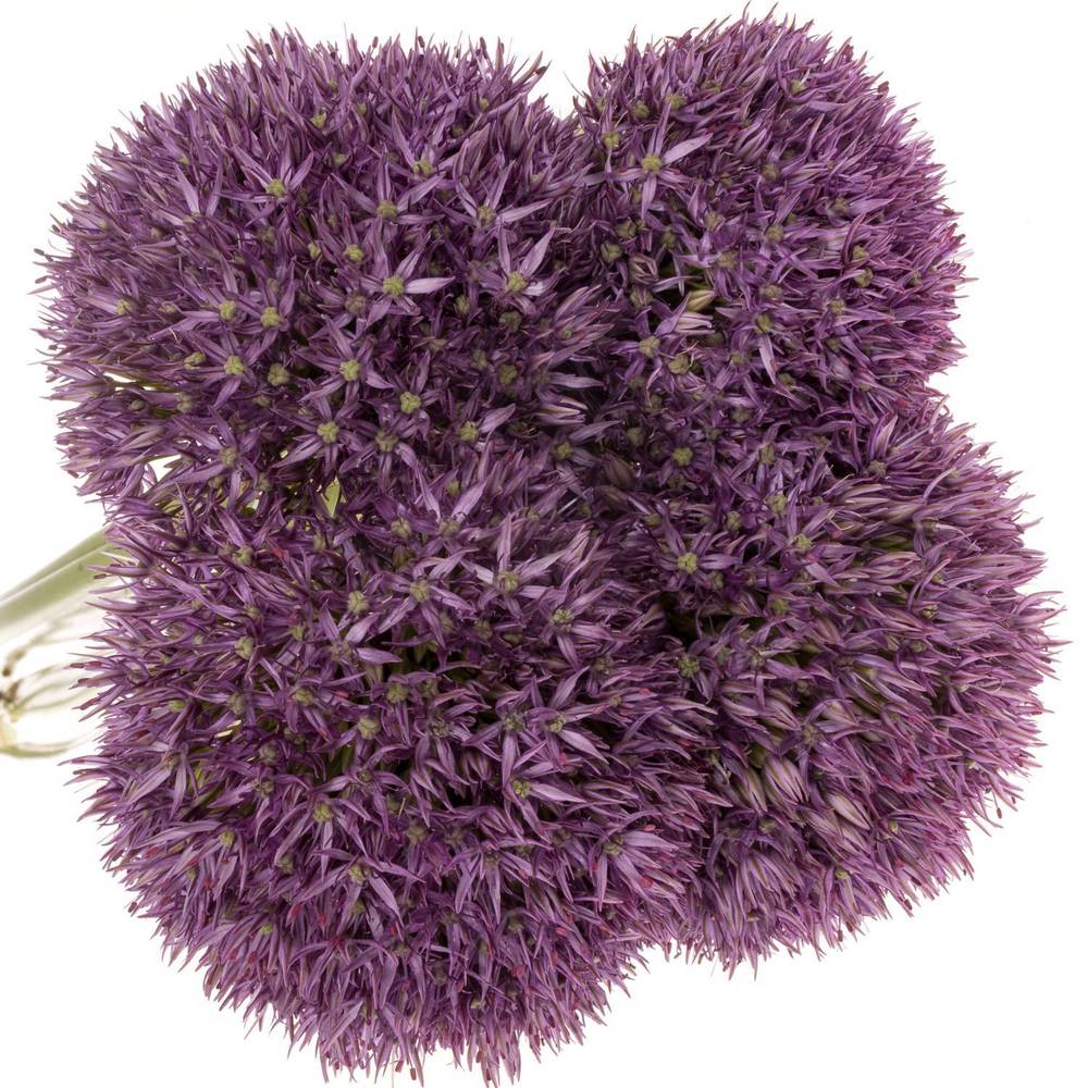 Allium dunkel lila gross Schilder 75cm