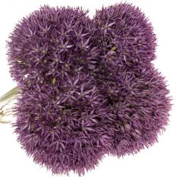 Allium dunkel lila gross Schilder 75cm