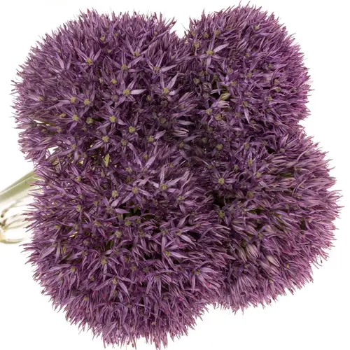Allium dunkel lila gross Schilder 75cm