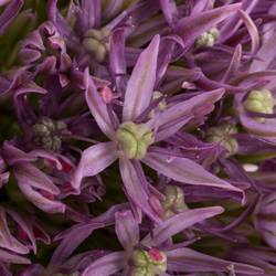 Allium dunkel lila gross Schilder 75cm