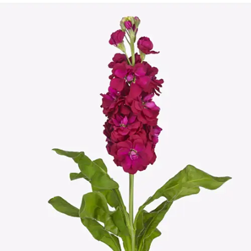 Levkoje lila Iron Red Italien 65 cm