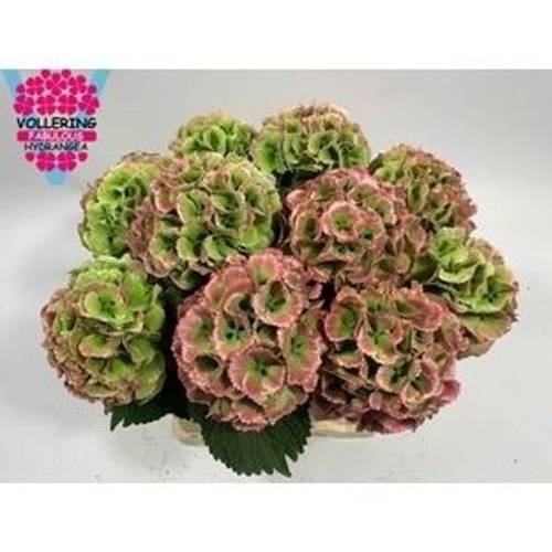 Hortensie rot/grün  Lolly Pop classic Bol 13cm 40cm