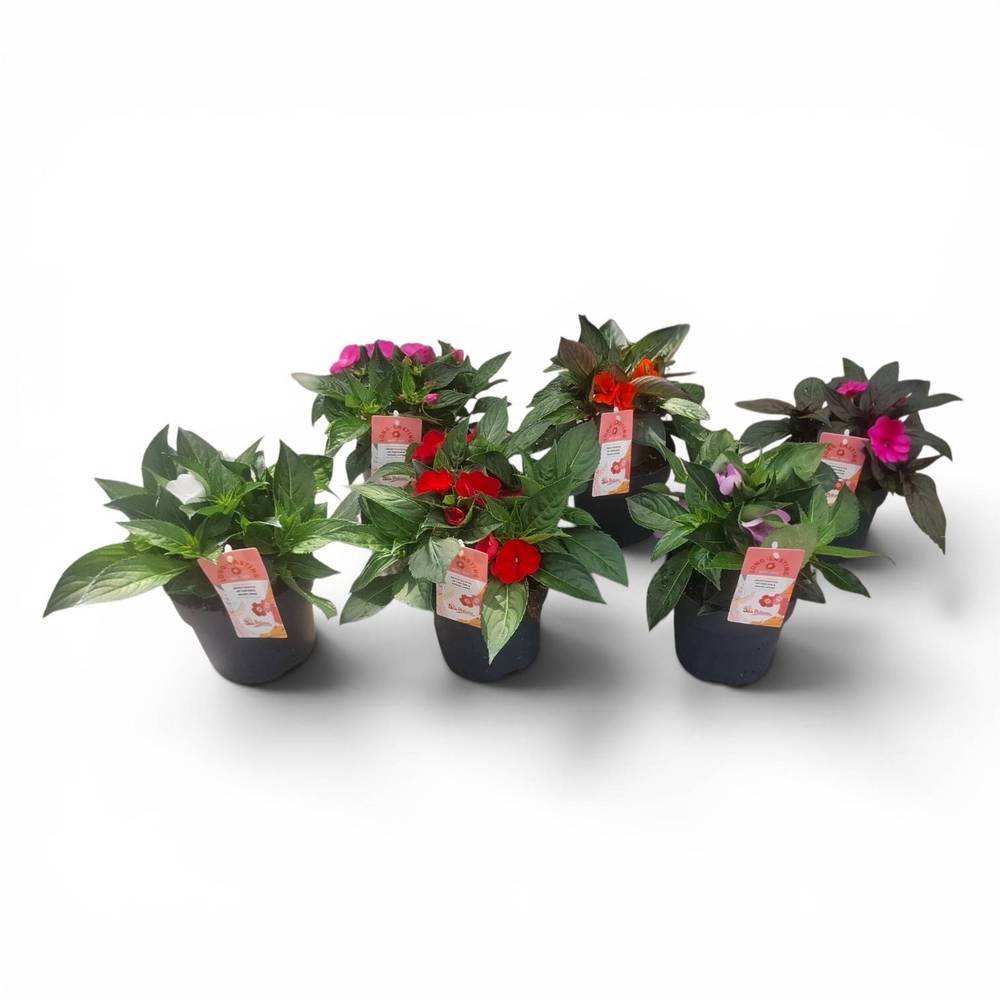 Sunpatiens mix XL T17 H035
