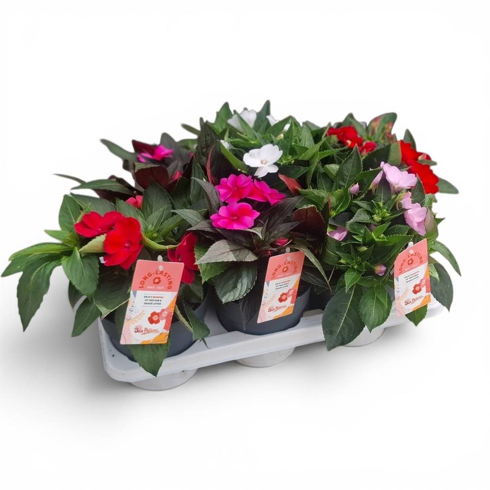 Sunpatiens mix XL T17 H035