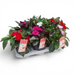 Sunpatiens mix XL T17 H035