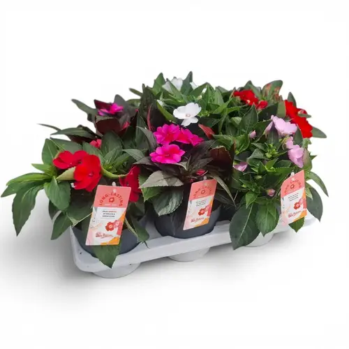 Sunpatiens mix XL T17 H035