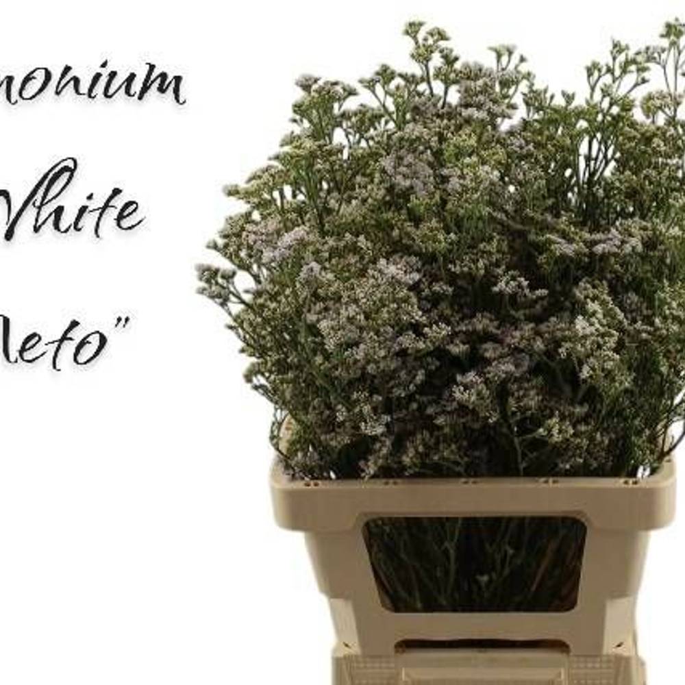 Limonium weiss Neto 40 Gramm 70cm