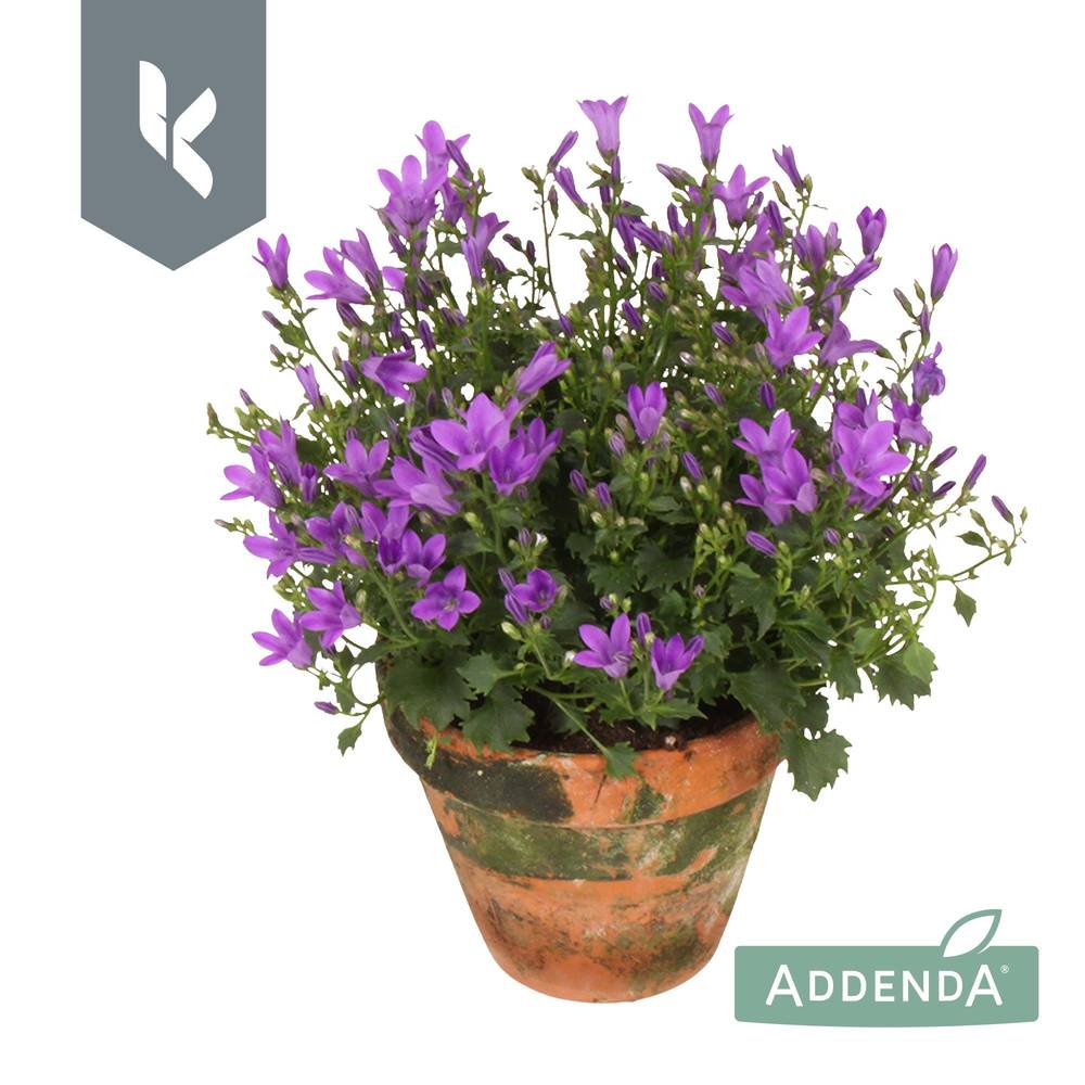 Campanula lila Ambella Intens Purple im Übertopf T10,5 H022