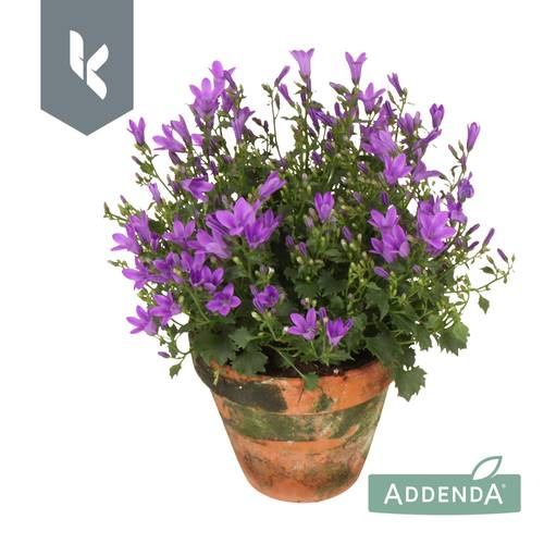 Campanula lila Ambella Intens Purple im Übertopf T10,5 H022