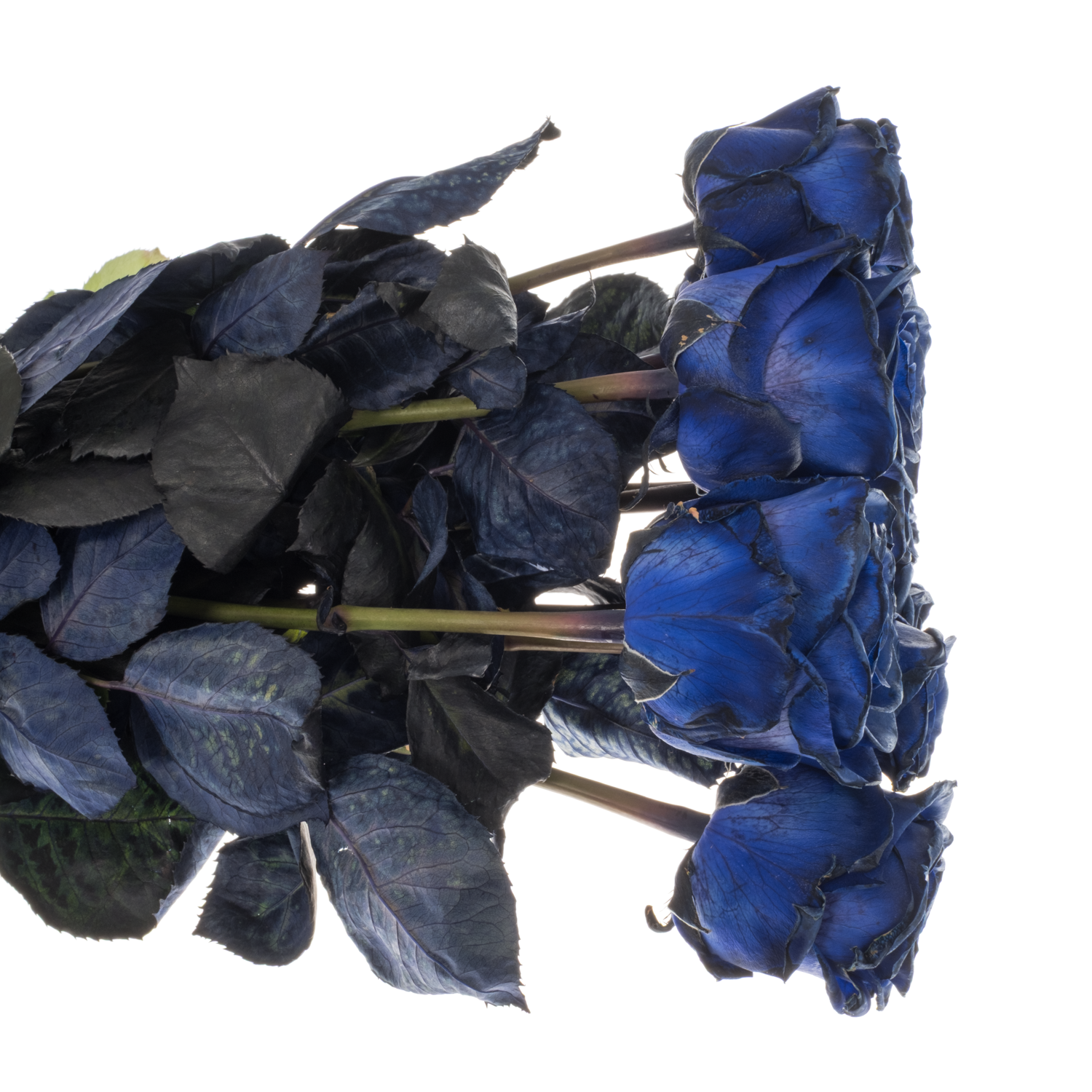 Rose dunkel blau Sophia Loren gefärbt 60cm