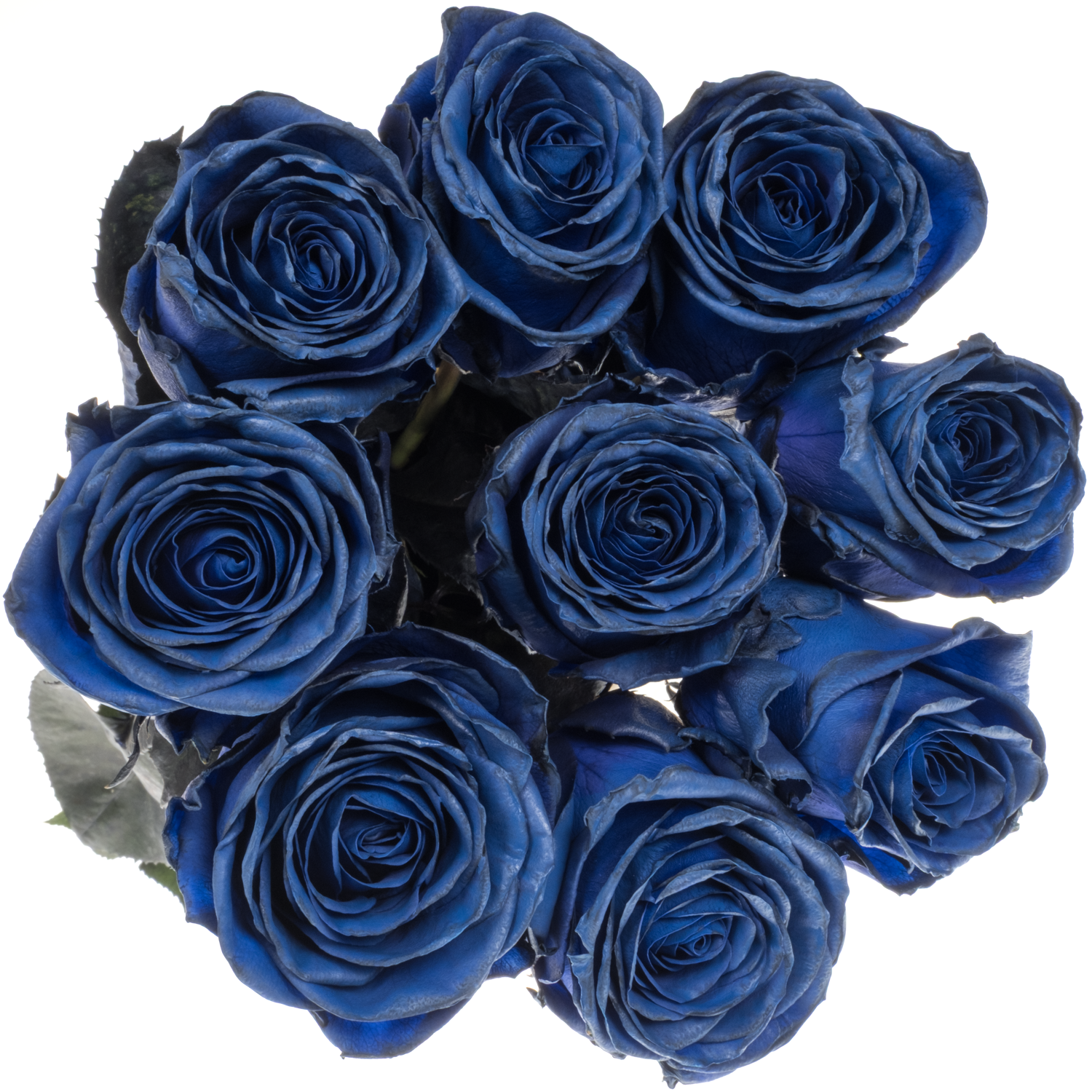 Rose dunkel blau Sophia Loren gefärbt 60cm