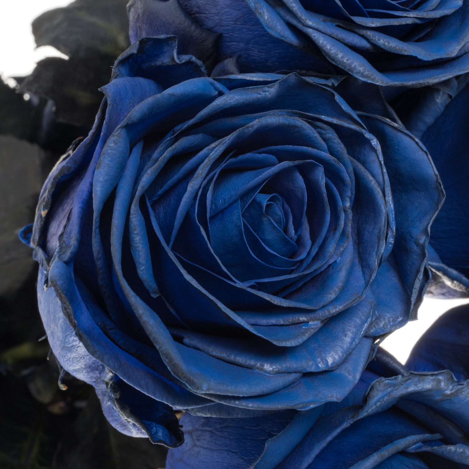 Rose dunkel blau Sophia Loren gefärbt 60cm