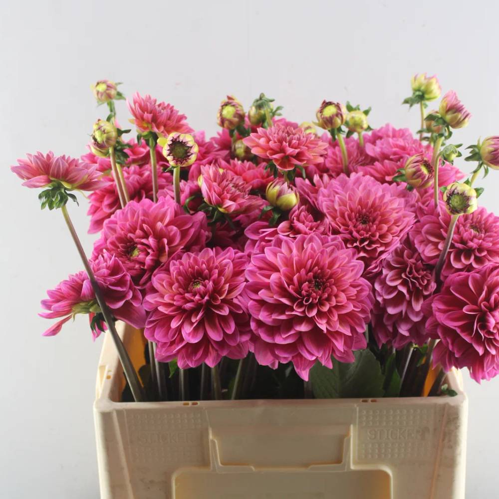 Dahlia lila Heleen 55cm