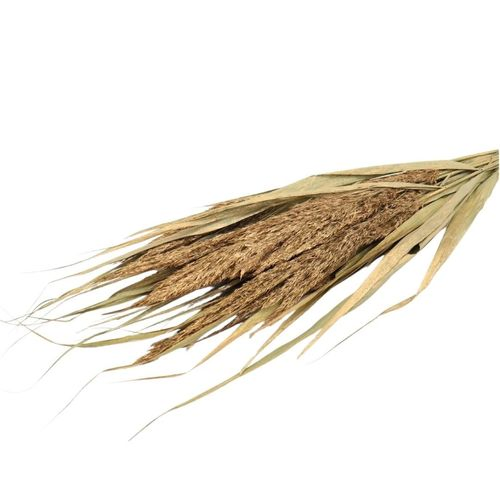 Trocken Ornamental Grass gold L70cm